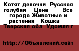 Котят девочки “Русская голубая“ › Цена ­ 0 - Все города Животные и растения » Кошки   . Тверская обл.,Удомля г.